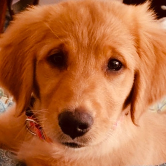 Meet your Posher, Clayton - Picture 1 of 1